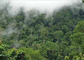 Wildfires break out in 2 Kenya forests, threatening key water catchment areas