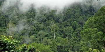 Wildfires break out in 2 Kenya forests, threatening key water catchment areas
