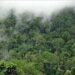 Wildfires break out in 2 Kenya forests, threatening key water catchment areas