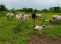 Butchers beg FG for intervention as cow price hits N2 million