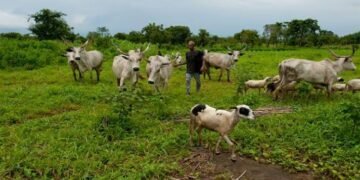 Butchers beg FG for intervention as cow price hits N2 million