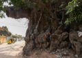 Kapok tree: Gambia’s time-defying ‘sanctuary’ for spirits