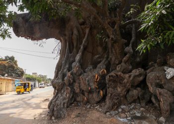 Kapok tree: Gambia’s time-defying ‘sanctuary’ for spirits