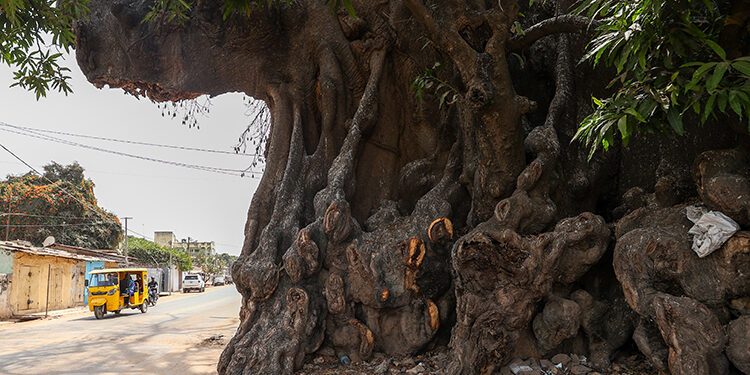 Kapok tree: Gambia’s time-defying ‘sanctuary’ for spirits
