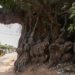 Kapok tree: Gambia’s time-defying ‘sanctuary’ for spirits