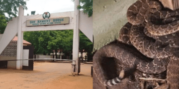 Kebbi governor’s special adviser faces expulsion over Government House snake: APC