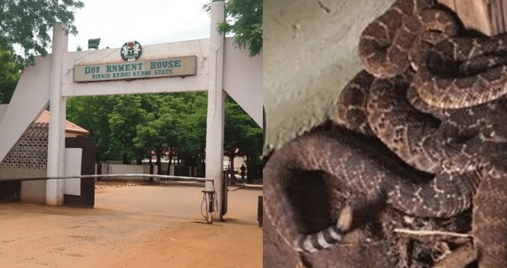 Kebbi governor’s special adviser faces expulsion over Government House snake: APC