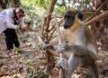 Bijilo Forest Park: Gambia’s ‘Monkey Park’ offers wildlife sanctuary