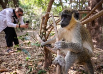 Bijilo Forest Park: Gambia’s ‘Monkey Park’ offers wildlife sanctuary