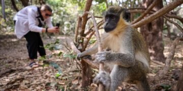 Bijilo Forest Park: Gambia’s ‘Monkey Park’ offers wildlife sanctuary