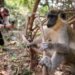 Bijilo Forest Park: Gambia’s ‘Monkey Park’ offers wildlife sanctuary
