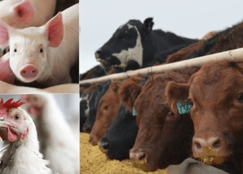 Disease Prevention: L-PRES to establish 20 veterinary hospitals in geopolitical zones