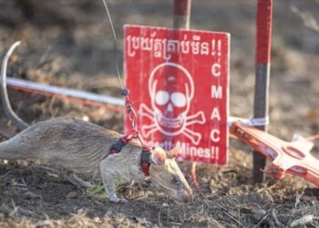 Ronin’s rise: Tanzanian mine-detecting rat sets new world record