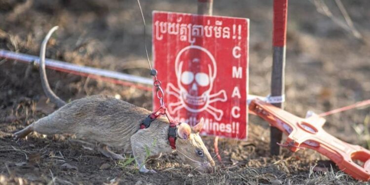 Ronin’s rise: Tanzanian mine-detecting rat sets new world record