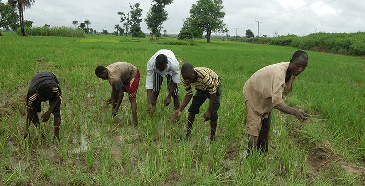 Farmers in South-South decry lack of government support