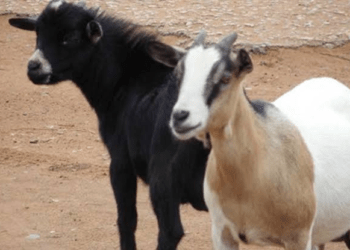 Man, 40, arraigned in Ekiti over alleged theft of goats