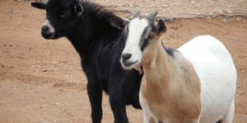 Man, 40, arraigned in Ekiti over alleged theft of goats