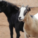 Man, 40, arraigned in Ekiti over alleged theft of goats