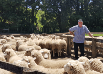 New Zealand still has more sheep than people: Statistics