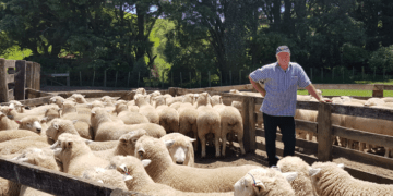 New Zealand still has more sheep than people: Statistics