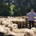 New Zealand still has more sheep than people: Statistics