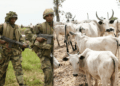 Nigerian troops rescue 1,000 cattle in Taraba amid gunfight with bandits