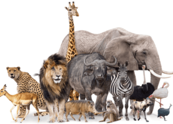 Global coalition demands strict animal cruelty regulations from Meta-owned companies