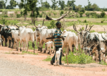 Abundance of unsold livestock after Eid-el-Kabir worrisome: Economist