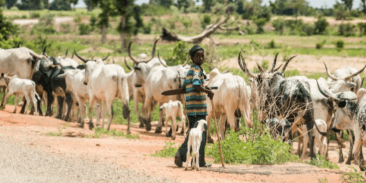 Abundance of unsold livestock after Eid-el-Kabir worrisome: Economist