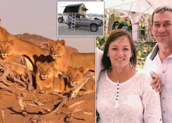 Namibian businessman killed by lioness while on safari with his wife, friends