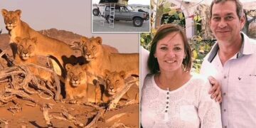Namibian businessman killed by lioness while on safari with his wife, friends
