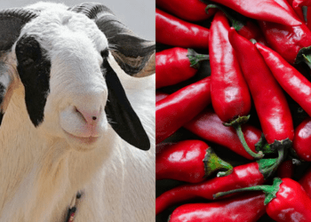 Sallah: Ram, pepper prices soar in Ibadan