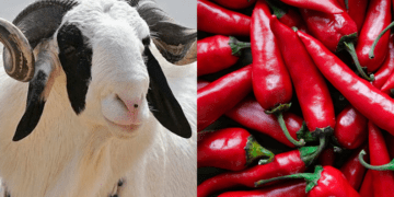 Sallah: Ram, pepper prices soar in Ibadan