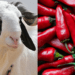 Sallah: Ram, pepper prices soar in Ibadan