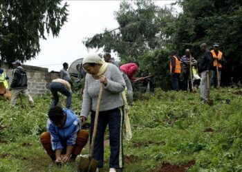Ethiopia says 700M trees planted in one-day campaign