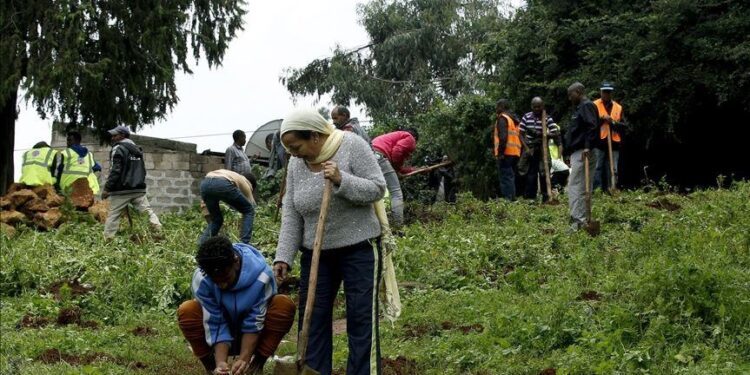 Ethiopia says 700M trees planted in one-day campaign