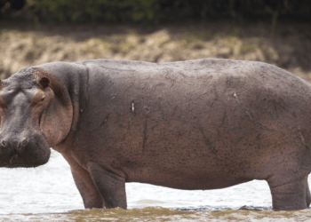 Displaced hippos kill one, attack communities in Adamawa