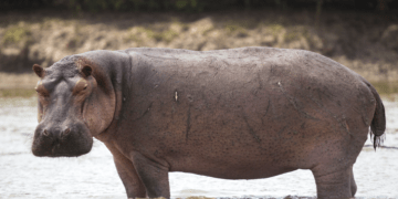 Displaced hippos kill one, attack communities in Adamawa