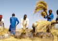 Rice farmers lament crippling local production
