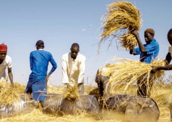 Rice farmers lament crippling local production