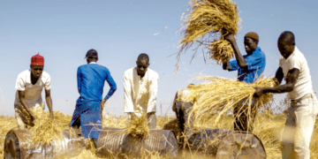 Rice farmers lament crippling local production