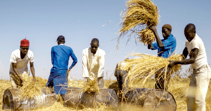 Rice farmers lament crippling local production