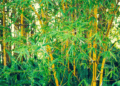Experts worry over untapped bamboo resources in Nigeria