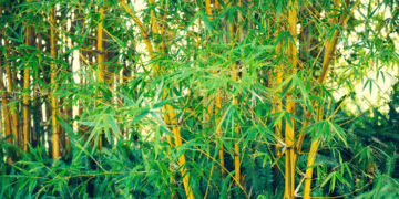 Experts worry over untapped bamboo resources in Nigeria
