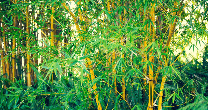 Experts worry over untapped bamboo resources in Nigeria