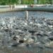 Flood: Lagos catfish farmers seek ministry’s support to recover from N150 million loss