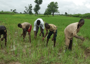 FCT farmers decry rising costs of fertilisers, agrochemicals