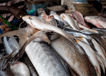 Lagos fish farmers lament loss of N150 million to flash floods, seek govt help