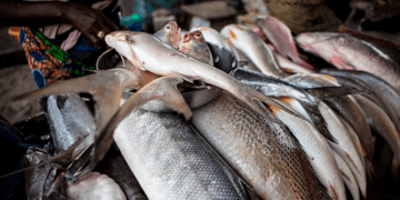 Lagos fish farmers lament loss of N150 million to flash floods, seek govt help