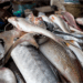Lagos fish farmers lament loss of N150 million to flash floods, seek govt help